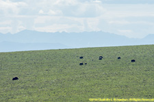 musk oxen herd